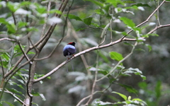 Chiroxiphia linearis