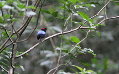 Chiroxiphia linearis