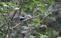 Chiroxiphia linearis