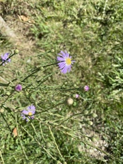 Symphyotrichum laeve