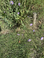 Symphyotrichum laeve