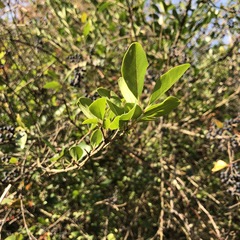 Jasminum nudiflorum