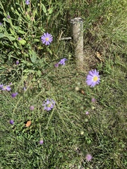 Symphyotrichum laeve