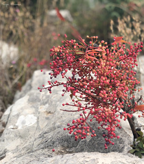 Pistacia terebinthus palaestina
