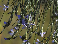 Psoralea pullata