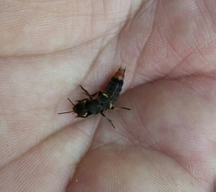 Platydracus