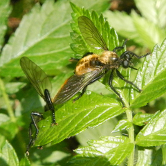 Laphria sericea