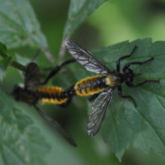 Laphria sericea