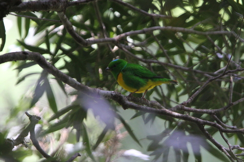 Blue-crowned Chlorophonia (Chlorophonia occipitalis), photo 10