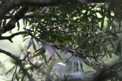 Chlorophonia occipitalis