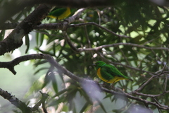 Chlorophonia occipitalis