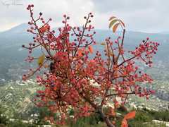 Pistacia terebinthus palaestina