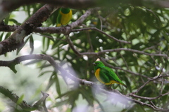 Chlorophonia occipitalis