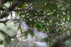 Chlorophonia occipitalis