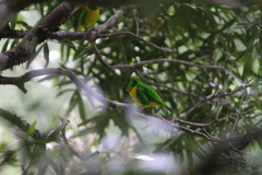 Chlorophonia occipitalis