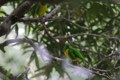 Chlorophonia occipitalis