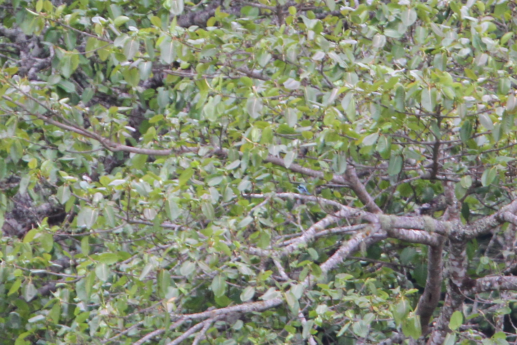 Azure-rumped Tanager (Poecilostreptus cabanisi), photo 7