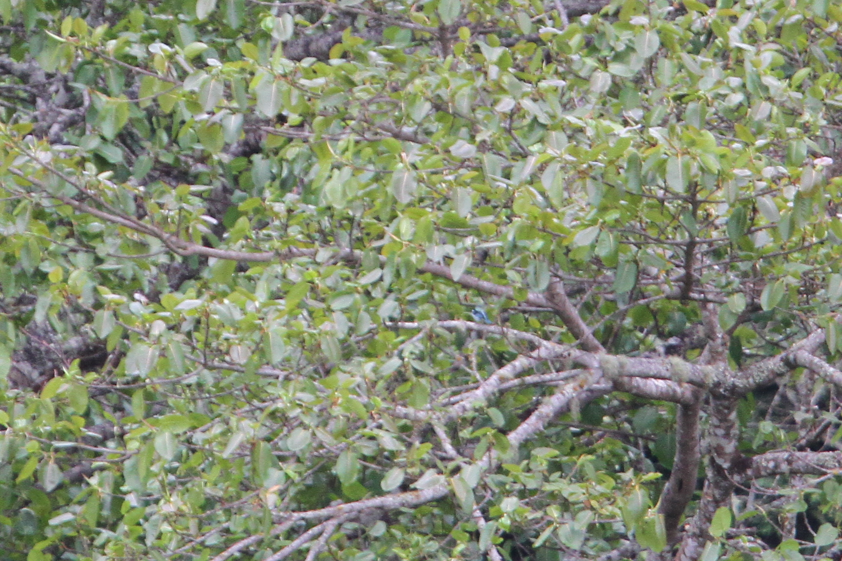 Azure-rumped Tanager (Poecilostreptus cabanisi), photo 8