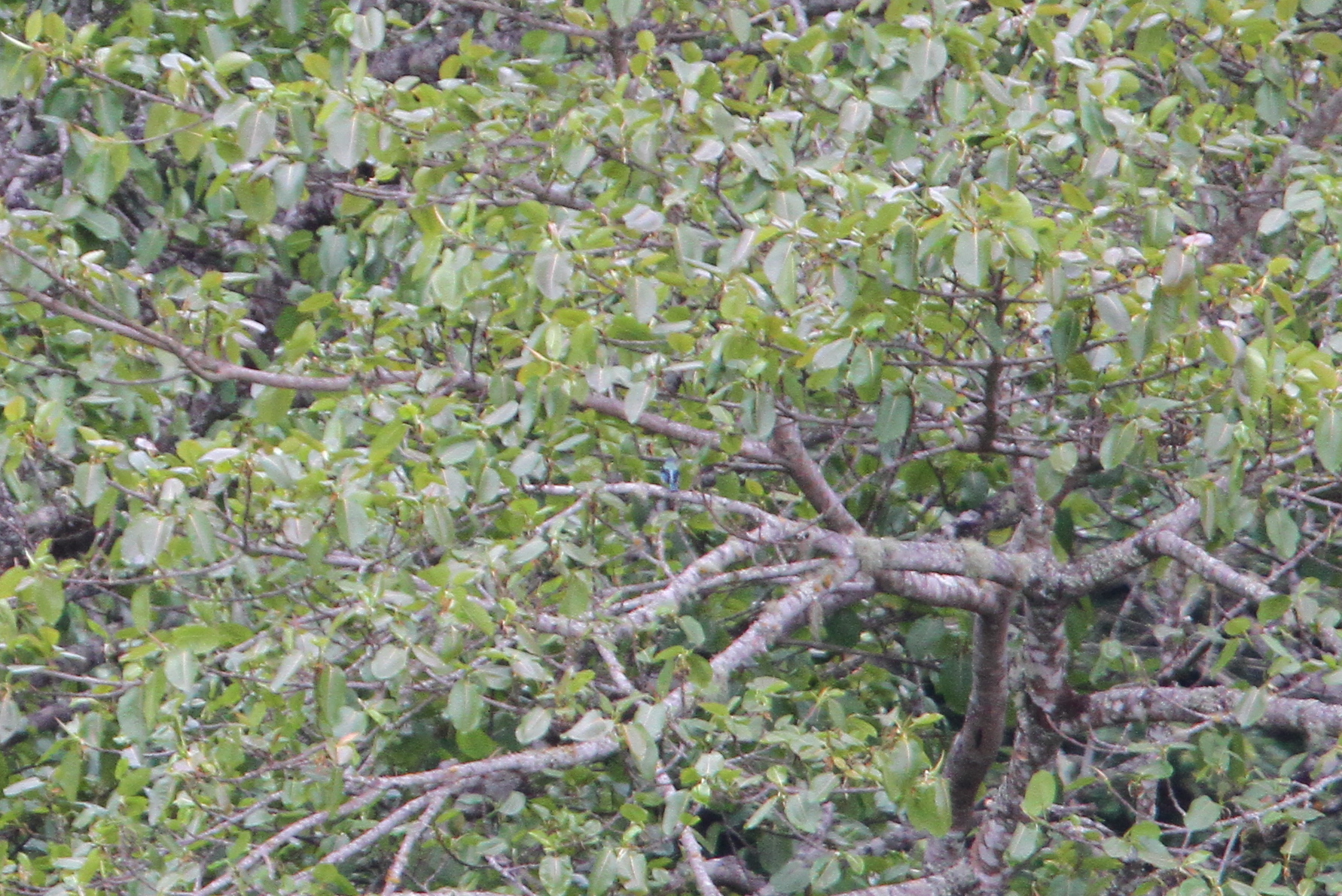 Azure-rumped Tanager (Poecilostreptus cabanisi), photo 10