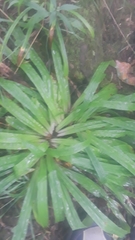 Careyanae