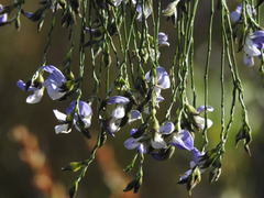 Psoralea pullata