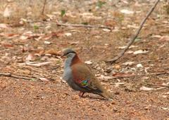 Phaps elegans