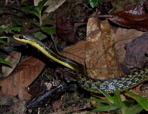 Eastern Madagascar Water Snake