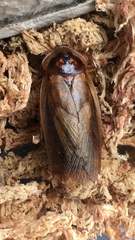 Blaptica dubia