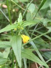 Melampyrum sylvaticum