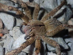 Phoneutria eickstedtae