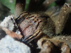 Phoneutria eickstedtae