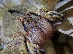 Phoneutria eickstedtae