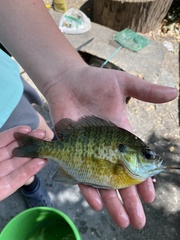 Lepomis macrochirus macrochirus