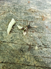 Micrathena spinosa