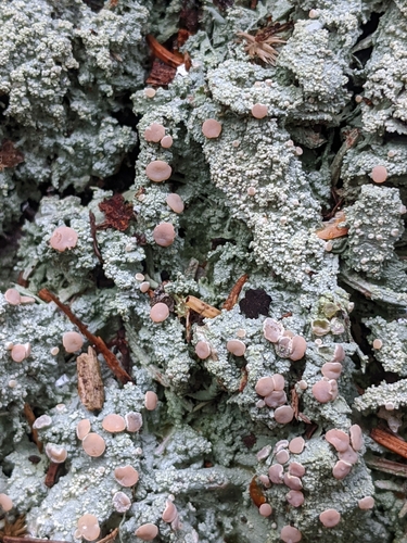 Candy Lichen