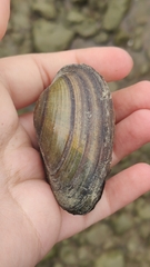 Bivalvia
