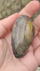 Bivalvia