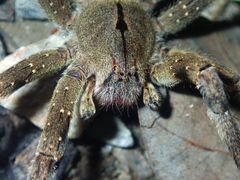 Phoneutria eickstedtae