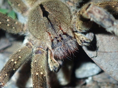 Phoneutria eickstedtae