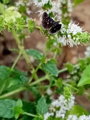 Heliothela wulfeniana