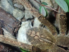 Phoneutria eickstedtae