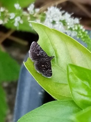 Heliothela wulfeniana