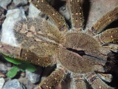 Phoneutria eickstedtae