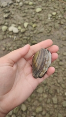 Bivalvia
