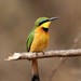 Little Bee-Eater - Photo (c) Martin Grimm, some rights reserved (CC BY-NC)