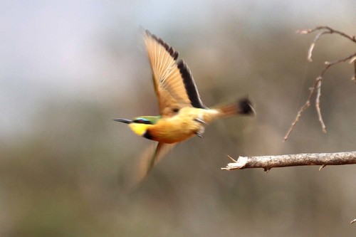 Little Bee-eater