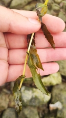 Potamogeton perfoliatus