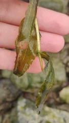 Potamogeton perfoliatus