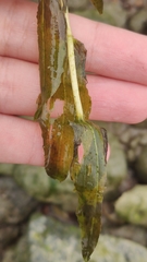 Potamogeton perfoliatus