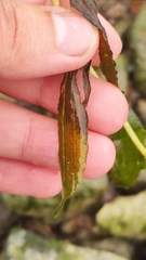 Potamogeton perfoliatus
